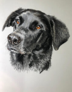 Dog Pet Portrait