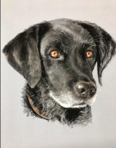 Dog Pet Portrait