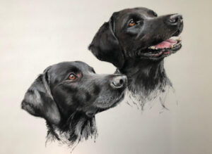 Dog Pet Portrait