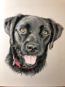 Dog Pet Portrait