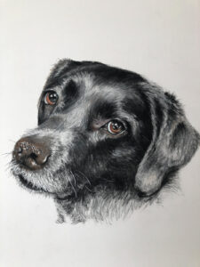 Dog Pet Portrait