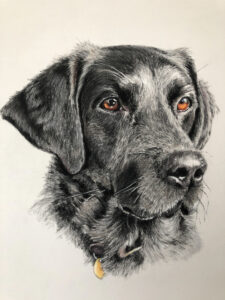Dog Pet Portrait