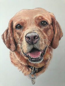 Dog Pet Portrait