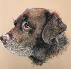 Dog Pet Portrait