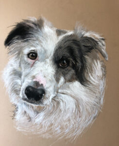 Dog Pet Portrait