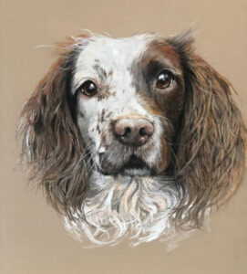 Dog Pet Portraits