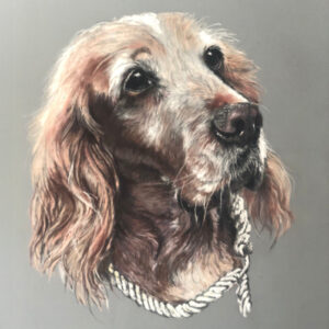 Pastel portrait of an older brown and white dog with a rope collar, gazing upwards.