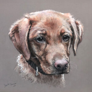 Realistic pastel portrait of a young brown Labrador dog wearing a collar.